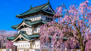 【青森出發】八甲田「雪壁走廊」+ 弘前公園賞櫻一日遊