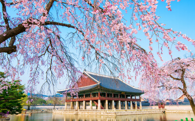 韓國櫻花