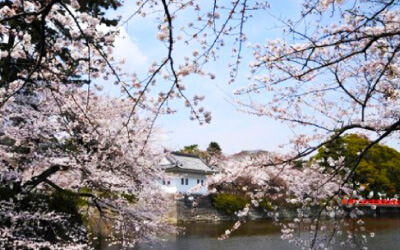 新宿出發。小田原城賞櫻