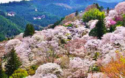 名古屋出發。吉野山賞櫻