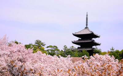 京都出發。仁和寺.嵐山賞櫻
