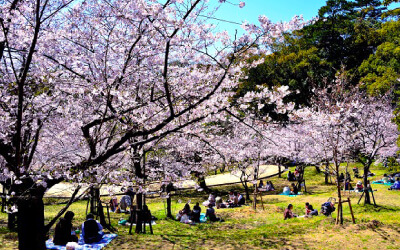 福岡出發。舞鶴公園賞櫻